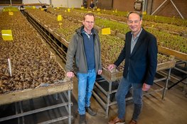 Van ambitie naar actie: gemeente Bergen start praktijkfase biologische bollenteelt