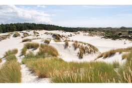 Achteruitgang natuur dwingt tot maatregelen in Schoorlse Duinen