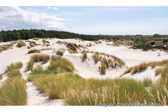 Achteruitgang natuur dwingt tot maatregelen in Schoorlse Duinen