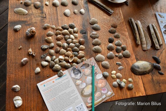 Nationale Schelpenteldag al weer voor het vijfde jaar op rij!