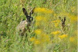 Zomertijd begint wisselvallig, maar richting Pasen steeds zachter weer