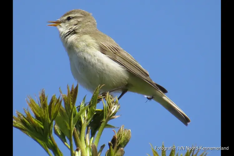 De natuur nodigt u uit voor een Zoektocht naar het geluid van een heuse onomatopee