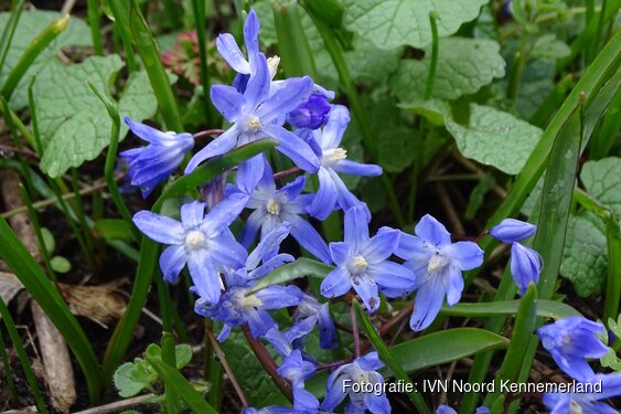 Stinzenplantentijd, ook in de duinen op zondag 12 april 2026