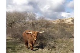 IVN-wandeling op de Westert en de Bleek; Lente avondwandeling door eeuwenoud duinlandschap