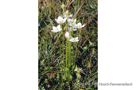 IVN-wandeling op de Westert en de Bleek