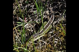 Zandhagedis spotten? Misschien lukt het op zondag 3 mei 2026