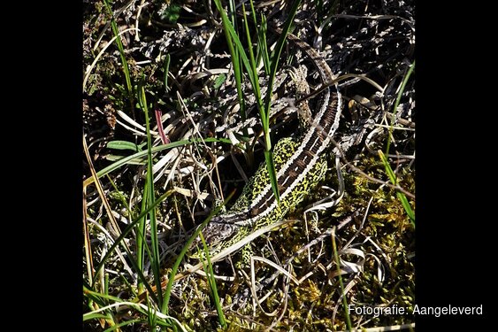 Zandhagedis spotten? Misschien lukt het op zondag 3 mei 2026