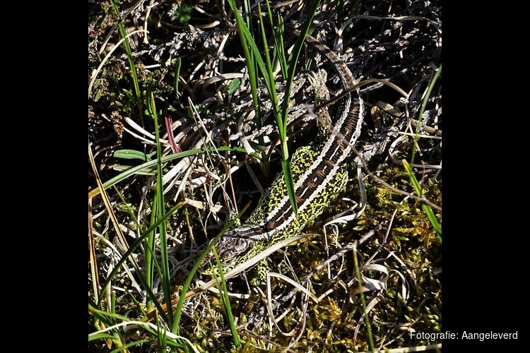 Zandhagedis spotten? Misschien lukt het op zondag 3 mei 2026