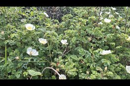 Gortdroge duinen – prachtig in bloei!!