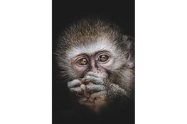 Bergense fotografe Julia Rotgans toont indrukwekkende apenportretten uit Afrika in Blooming Gallery