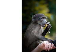 Bergense fotografe Julia Rotgans toont indrukwekkende apenportretten uit Afrika in Blooming Gallery