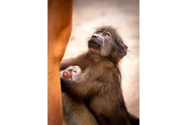 Bergense fotografe Julia Rotgans toont indrukwekkende apenportretten uit Afrika in Blooming Gallery