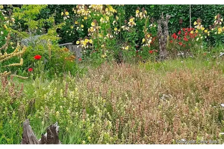 Lezing Heemtuin, door Cees Baart, zaterdag 4 juli, 14.00u in PWN Bezoekerscentrum De Hoep, Castricum