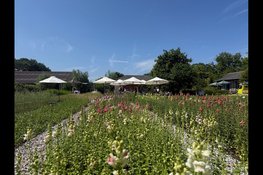 Duurzame en natuurinclusieve pluktuin en snijbloemenkwekerij in Schoorl