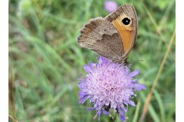 Op stap met IVN-natuurgids Jos Bos