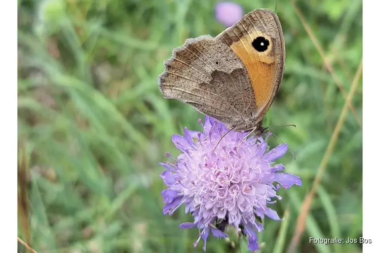 Op stap met IVN-natuurgids Jos Bos