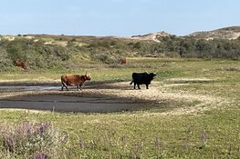 Grote grazersdag zondag 6 september 2026