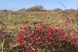 Natuur- en cultuurwandeling Bergen aan Zee