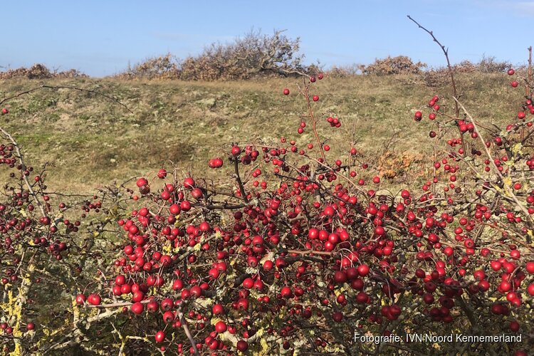 Natuur- en cultuurwandeling Bergen aan Zee