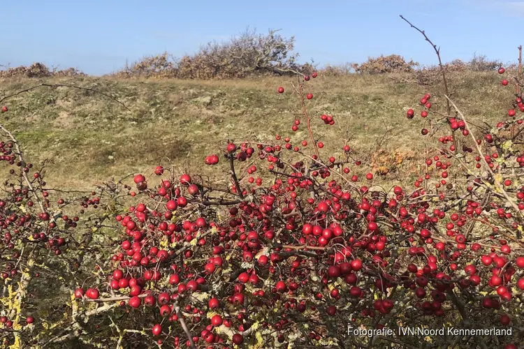Natuur- en cultuurwandeling Bergen aan Zee