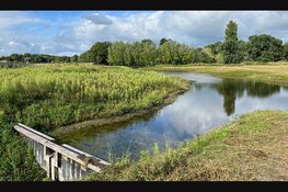 Nieuw natuurgebied bij Egmond: Pollenvlak bloeit op