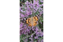 Waarom is het stil in de duinen