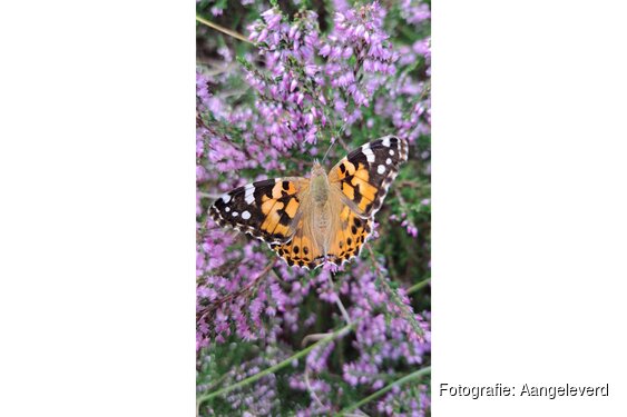 Waarom is het stil in de duinen