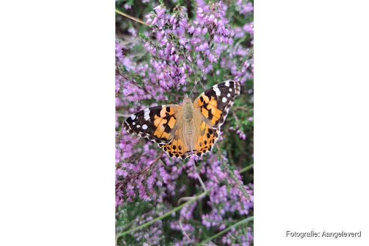 Waarom is het stil in de duinen