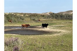 Op zoek naar de gekraagde aardster op zondag 4 oktober 2026