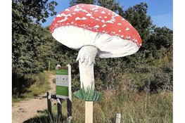 Herfstdag bij de Duinheide: Beleef de Magie van Paddenstoelen