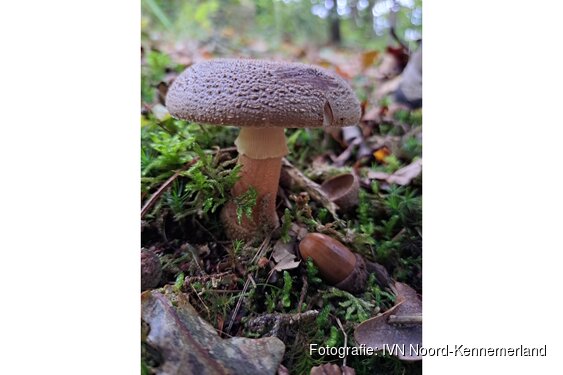 De herfst is begonnen …. Ga mee op ontdekkingstocht de Bergense duinen!