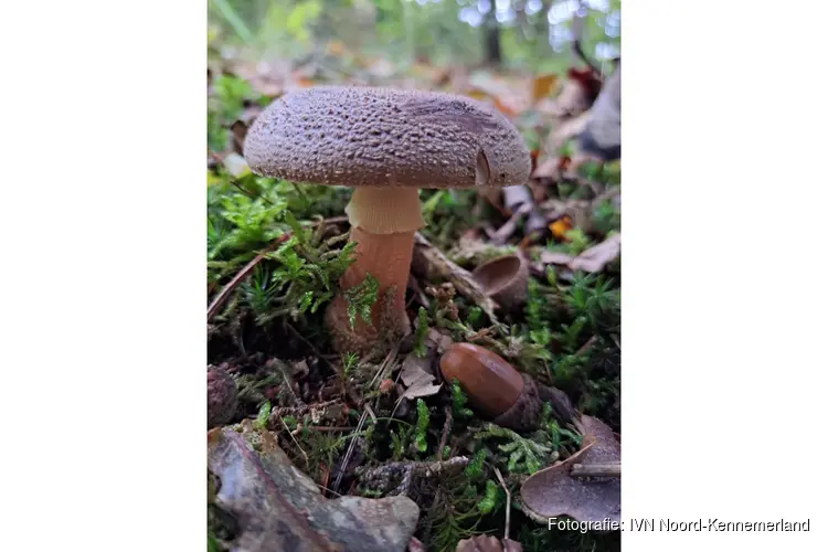 De herfst is begonnen …. Ga mee op ontdekkingstocht de Bergense duinen!