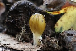 Bijzondere paddenstoelen op zondag 1 november 2026