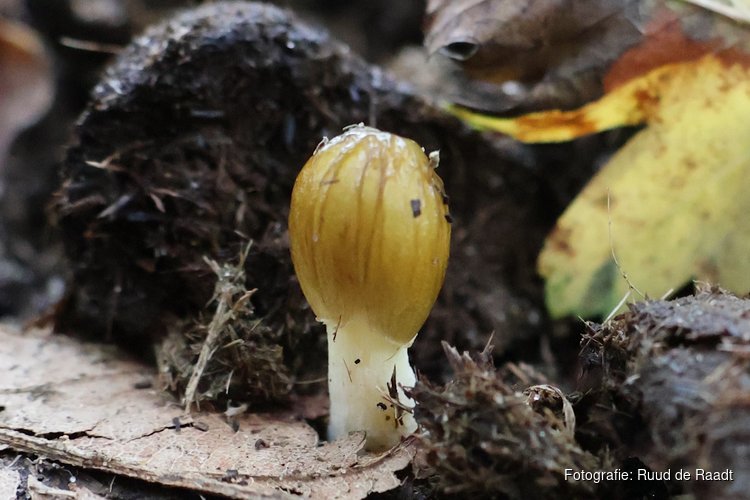 Bijzondere paddenstoelen op zondag 1 november 2026