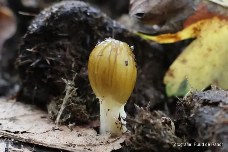 Bijzondere paddenstoelen op zondag 1 november 2026