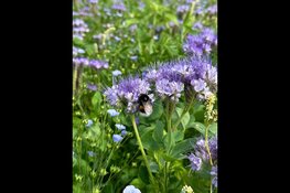 Bloembollen planten voor een kleurrijk voorjaar: inwoners welkom voor een kijkje achter de schermen