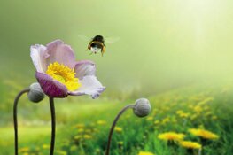 Vanaf zondag 7 april: Insecten in de Schaapskooi