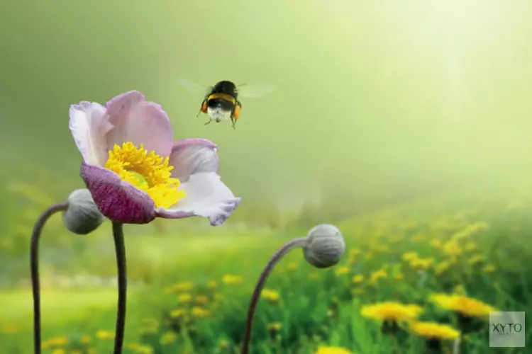 Vanaf zondag 7 april: Insecten in de Schaapskooi