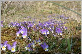 Voorjaar in de duinen bij de Schaapskooi Bergen op zondag 14 april