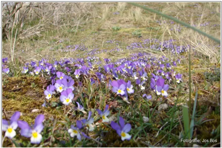 Voorjaar in de duinen bij de  Schaapskooi Bergen op zondag 14 april