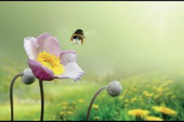 Insecten-tentoonstelling in de Schaapskooi op zondag 7 april