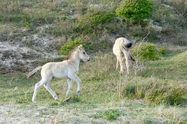 Voorjaarswandeling 12 mei Schaapskooi Bergen
