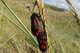 Duinwandeling 9 juni Schaapskooi Bergen