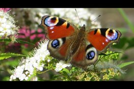 Vlinderdag Schaapskooi Bergen 7 juli
