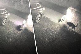 Bijtgrage husky's zaaien dood en verderf in Bergen: "Houd huisdieren binnen!"