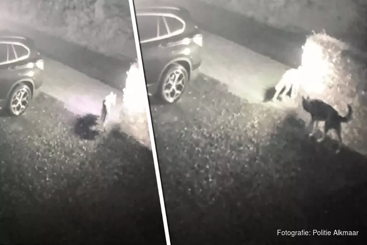 Bijtgrage husky&#39;s zaaien dood en verderf in Bergen: "Houd huisdieren binnen!"