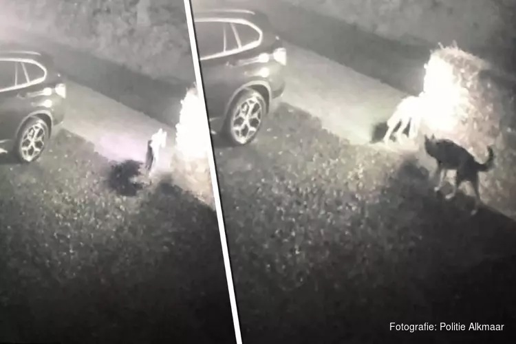 Eigenaar terroriserende husky&#39;s meldt zich bij politie