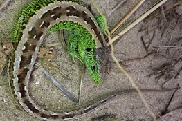 Op zoek naar de duinhagedis