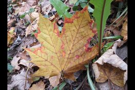 Op zoek naar schimmels en gallen