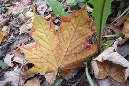 Op zoek naar de "winter"